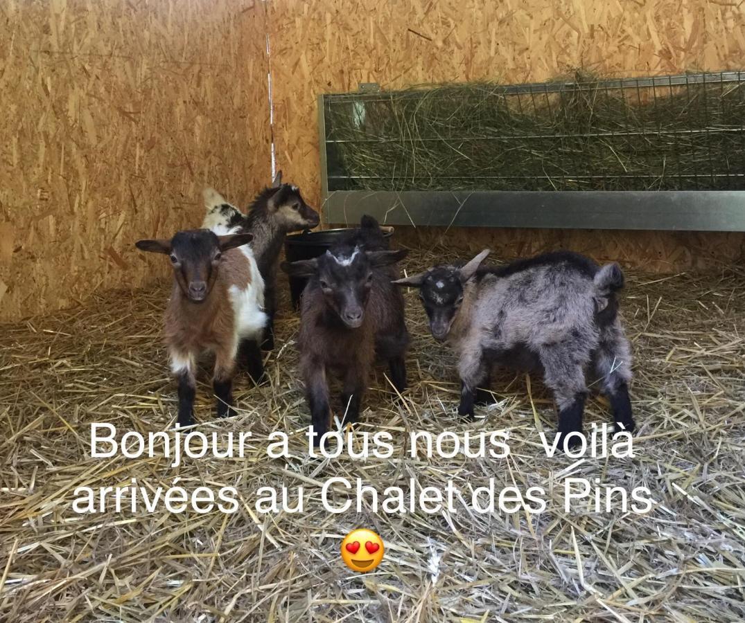 Roulottes du Chalet des Pins Rougeou Extérieur photo